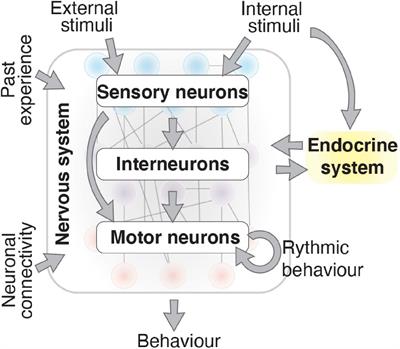 Transcription Factors That Control Behavior—Lessons From C. elegans